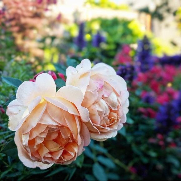 Meet your Posher, Karen - Picture 4 of 17